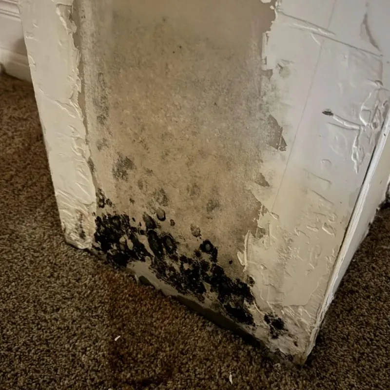 Professional Mold Removal in Mabank, TX